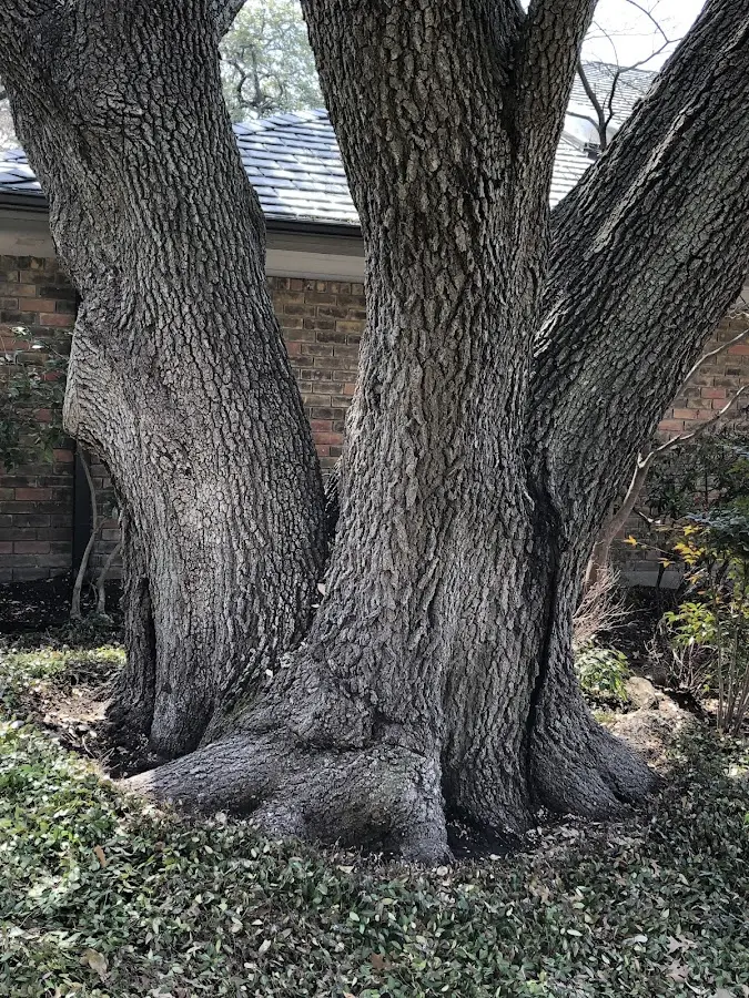 Mature heritage tree close to a Oakfield property cared for by certified arborists